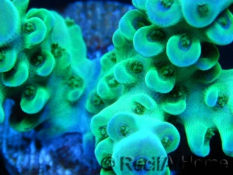 Acropora sarmentosa Gold