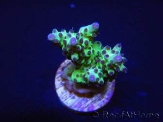 Acropora Super Power