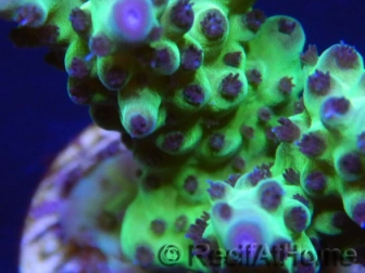 Acropora Super Power