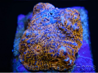 RAH Echinophyllia Mandarine Chalice