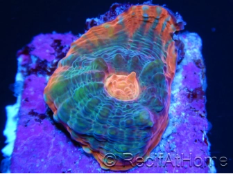 Chalice Watermelon  lightred Echinopora spp ultra S 