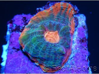 Chalice Watermelon  lightred Echinopora spp ultra S 