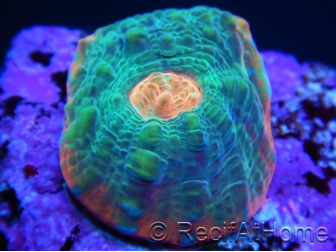 Chalice Watermelon  lightred Echinopora spp ultra S 