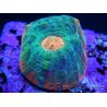 Chalice Watermelon  lightred Echinopora spp ultra S 