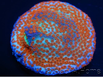 Montipora Reverse Sunset