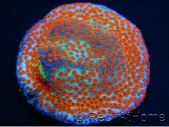 Montipora Reverse Sunset