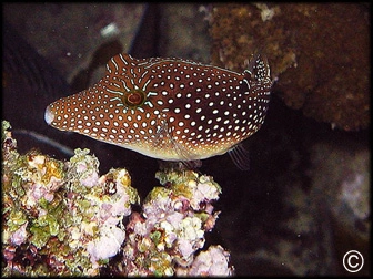 Canthigaster margaritata