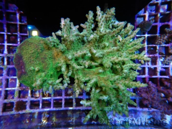 WYSIWYG - Acropora granulosa vert XXL