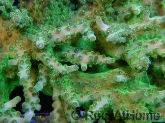 WYSIWYG - Acropora granulosa vert XXL