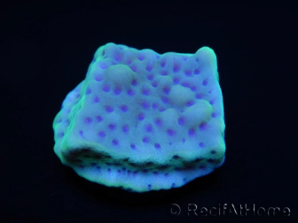 Montipora palawanensis Purple spot