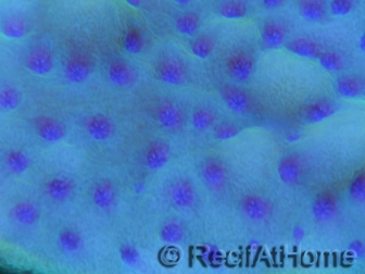 Montipora palawanensis Purple spot