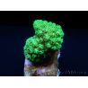 Pocillopora Eydouxi (jaune W/ Vert Polypes)