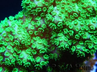 Pocillopora Eydouxi (jaune W/ Vert Polypes)