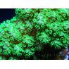 Pocillopora Eydouxi (jaune W/ Vert Polypes)