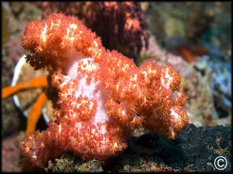 Dendronephthya sp.