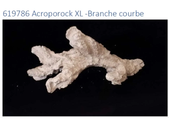 Acroporock XL Branche courbe 35 38 cm 619786