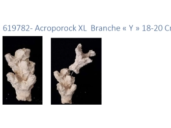 Acroporock XL y 18/20 cm Droite 619782