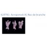 Acroporock XL Nez de branche 619781