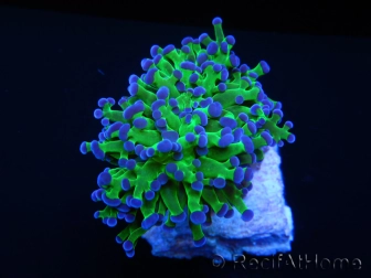 Euphyllia paradivisa green fluo S pointes violettes