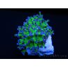 Euphyllia paradivisa green fluo S pointes violettes