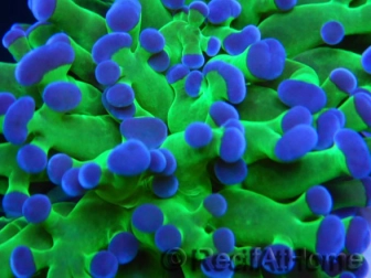 Euphyllia paradivisa green fluo S pointes violettes