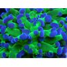 Euphyllia paradivisa green fluo S pointes violettes