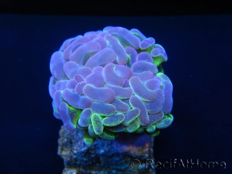 Euphyllia paraancora bi-color fluorescent green/pink S