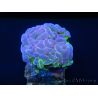 Euphyllia paraancora bi-color fluorescent green/pink S