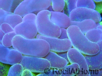 Euphyllia paraancora bi-color fluorescent green/pink S