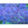 Euphyllia paraancora bi-color fluorescent green/pink S