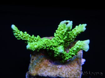 WYSIWYG Montipora stellata 1