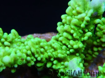 WYSIWYG Montipora stellata 1