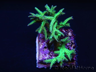 Seriatopora histrix Vert S