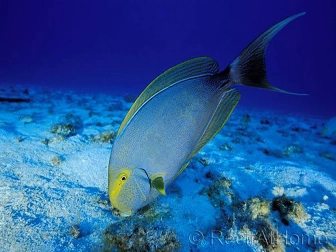 Acanthurus xanthopterus