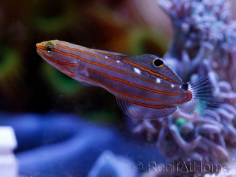 Koumansetta rainfordi (ex Amblygobius)