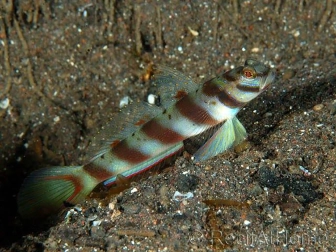 Leopard Goby Amblyeleotris diagonalis