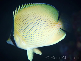 Chaetodon citrinellus