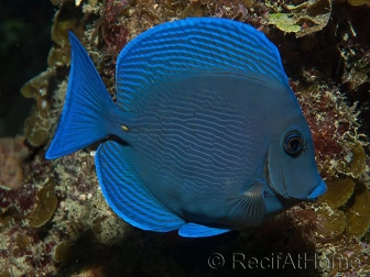 Acanthurus coeruleus