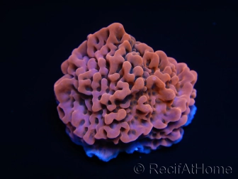 Montipora Phoenix S