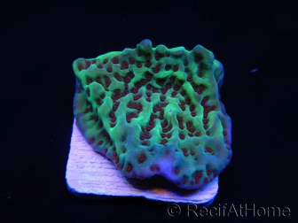 Montipora danae Jedi mind