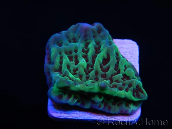 Montipora danae Jedi mind