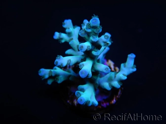 Blue Icefire Blue Acropora echinata