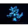 Blue Icefire Blue Acropora echinata