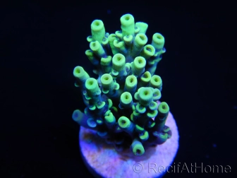 Acropora tenuis jaune Ultra S