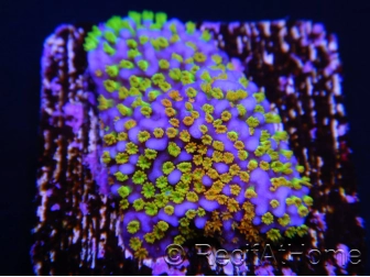 Montipora Rainbow inside S