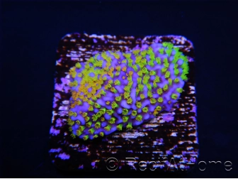 Montipora Rainbow inside S