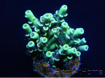 RAH Yellow Fusion Acropora