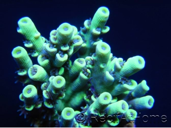 RAH Yellow Fusion Acropora