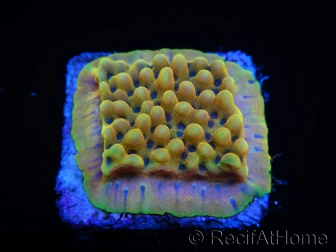 Montipora Kung Pao