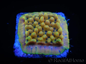 Montipora Kung Pao